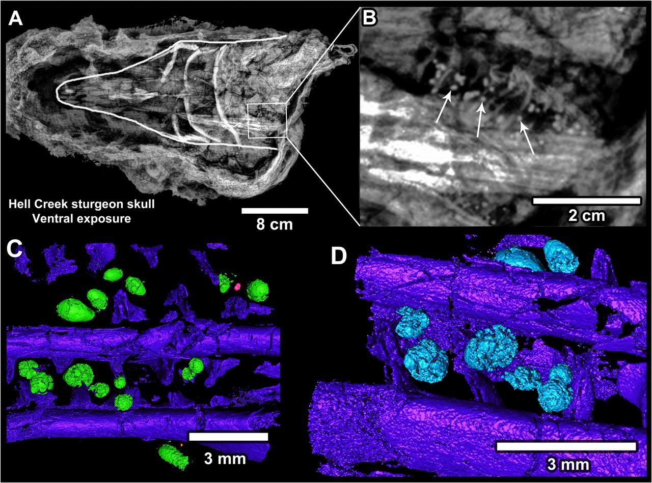 images of fossil fish showing microtektites