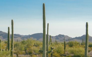 A large cactus