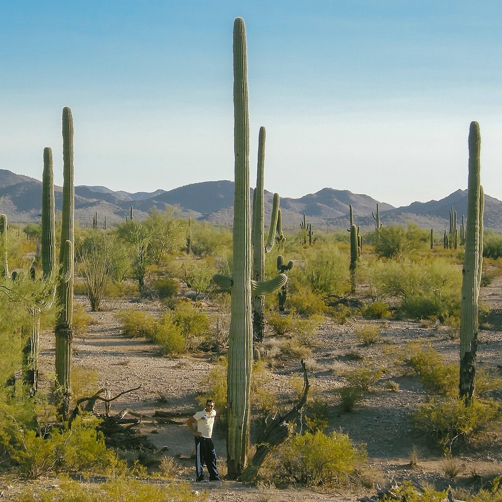 A large cactus