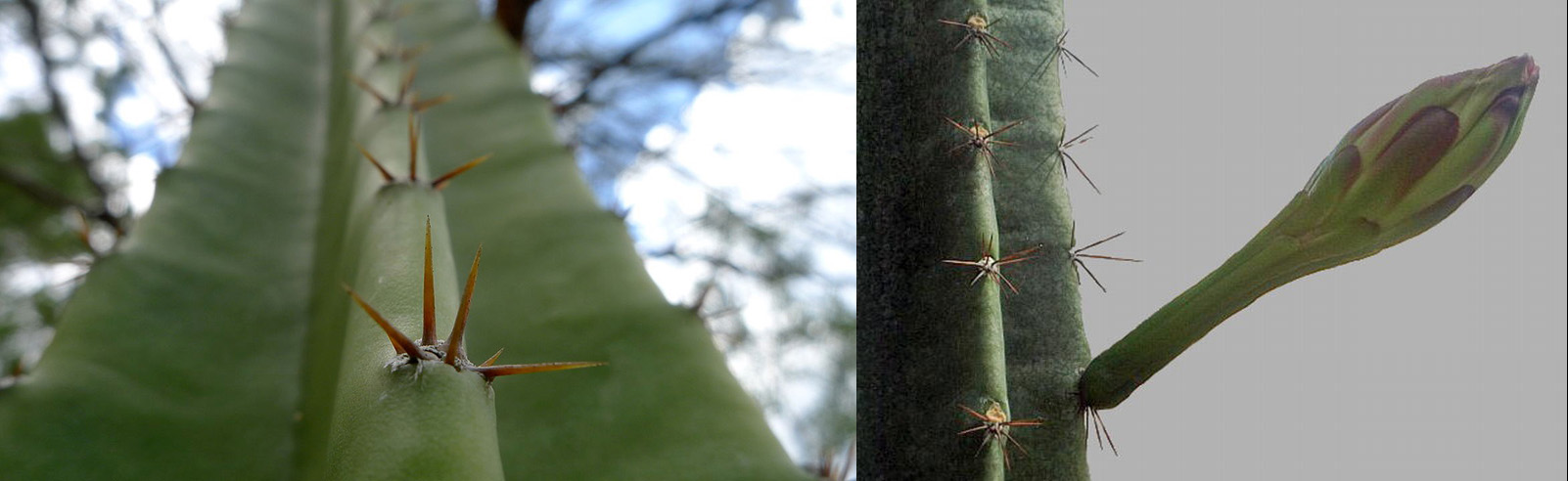  distinctive feature of a cactus is the aureole, which is a modified branch