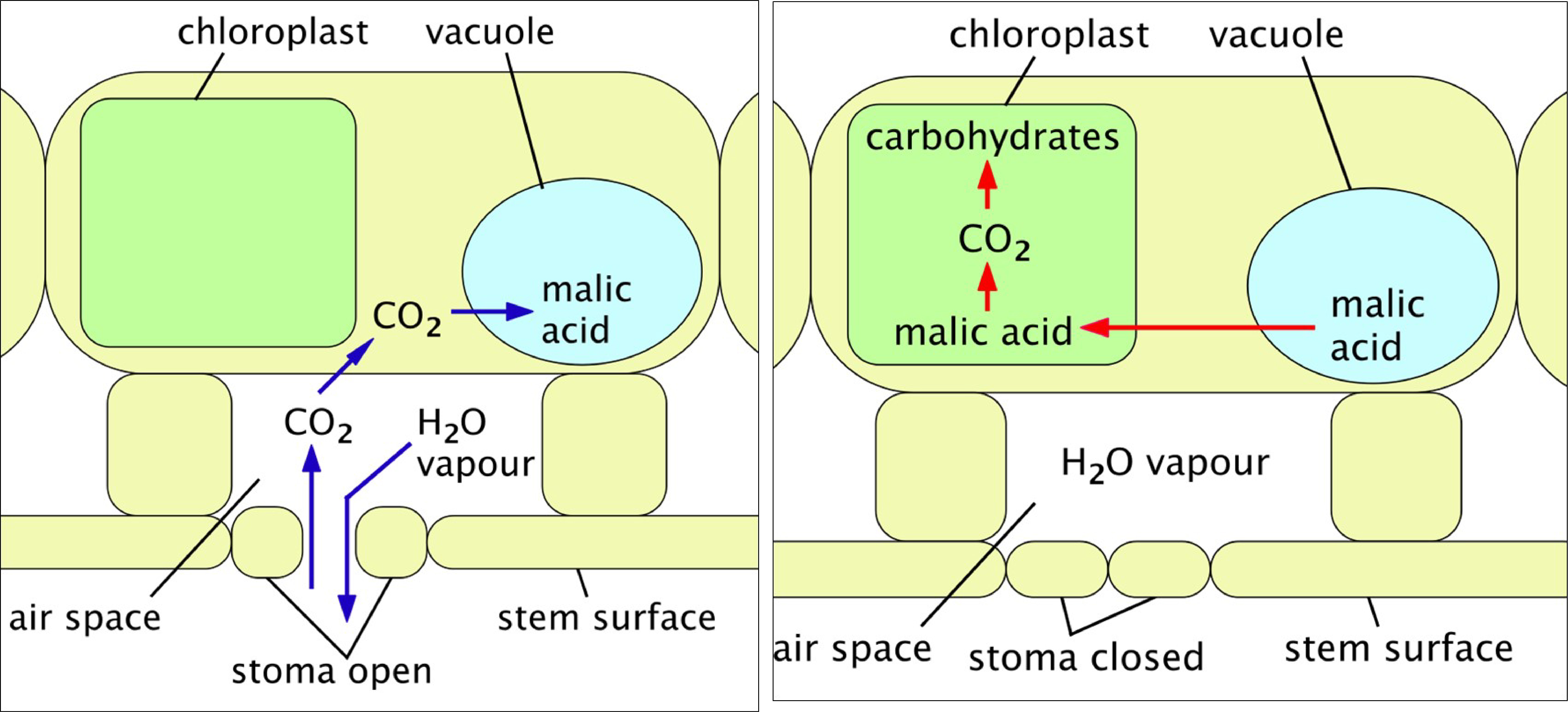 Schematics of CAM photosynthesis