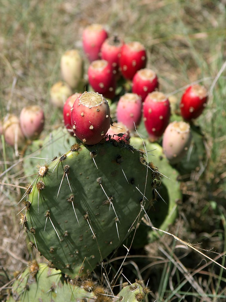 Prickly pears