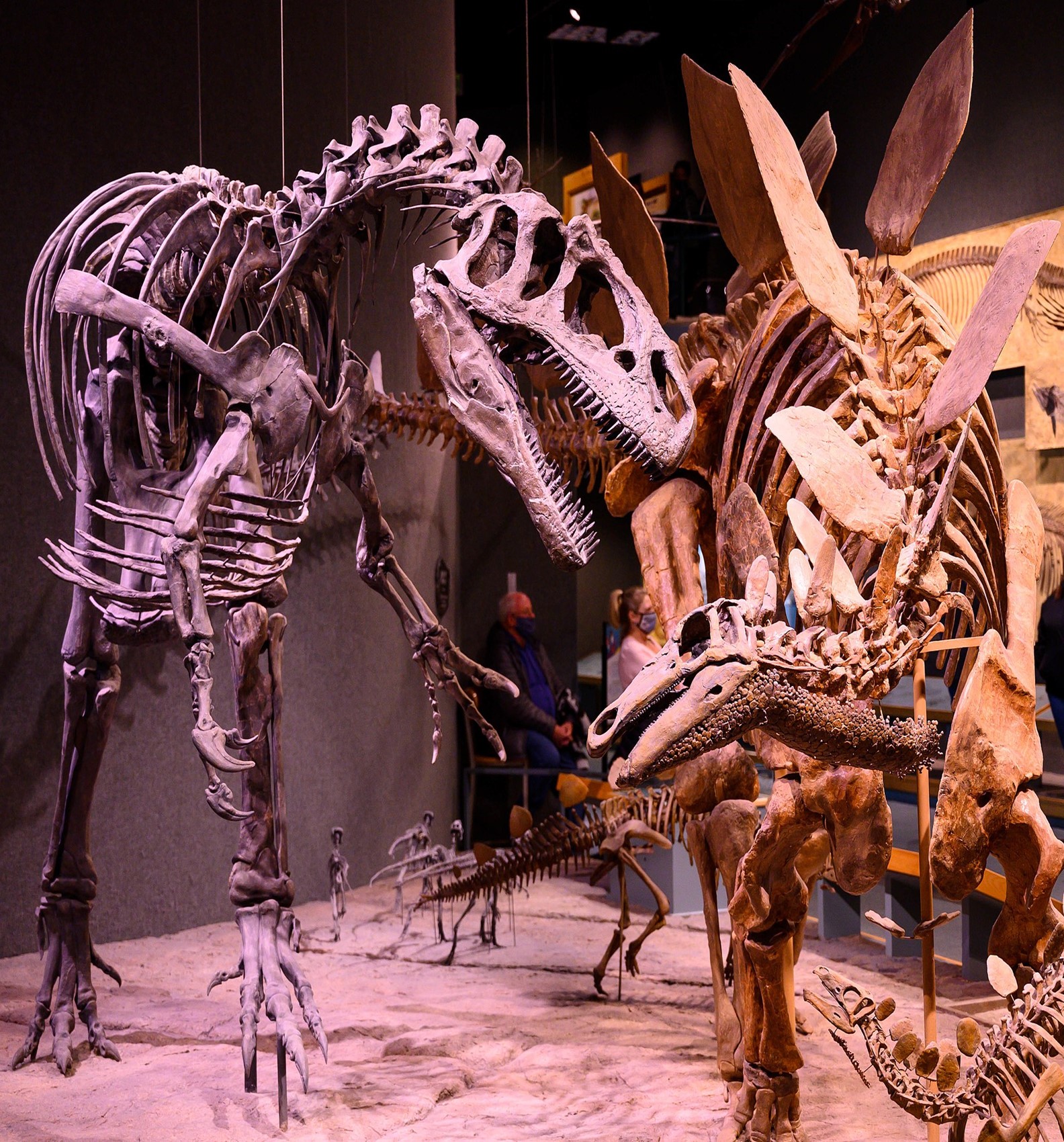 Dinosaur skeletons