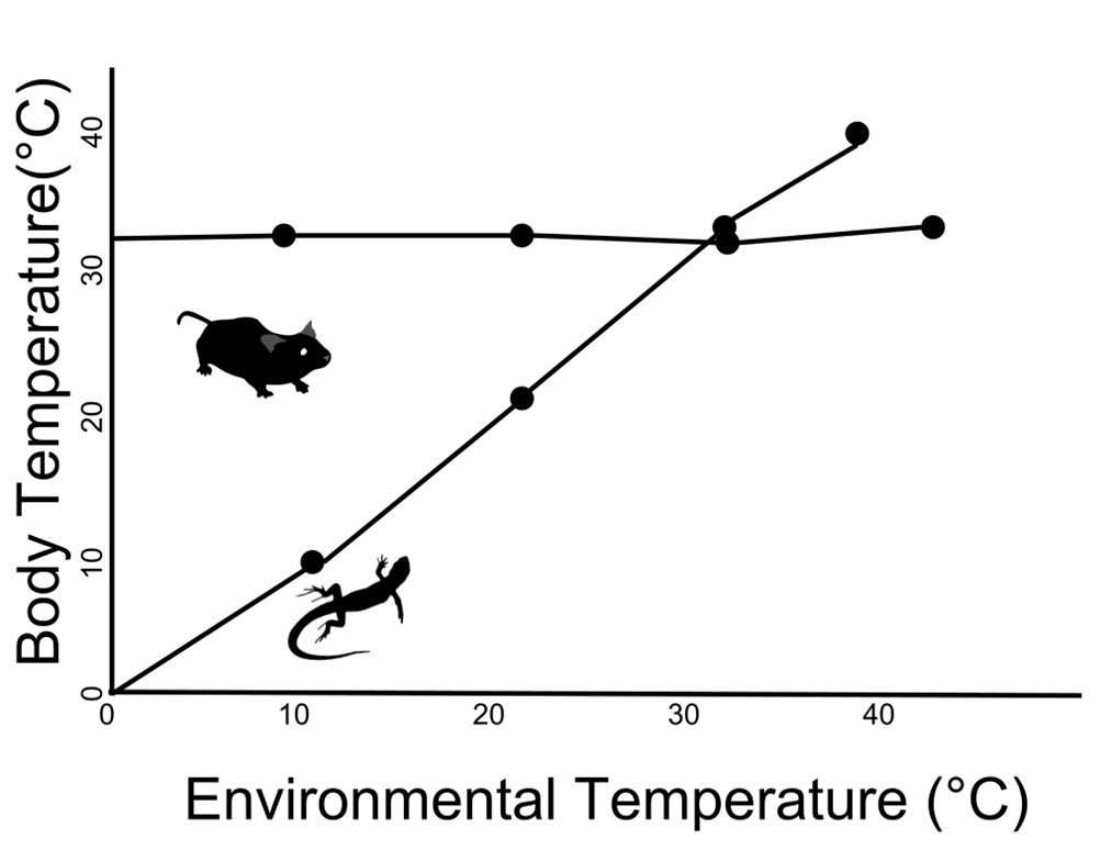 Body Temperature vs. Environmental Temperature