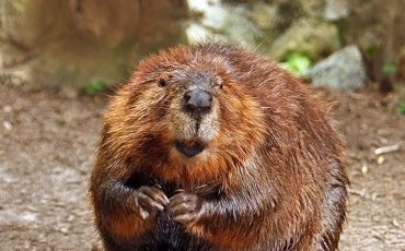 A beaver