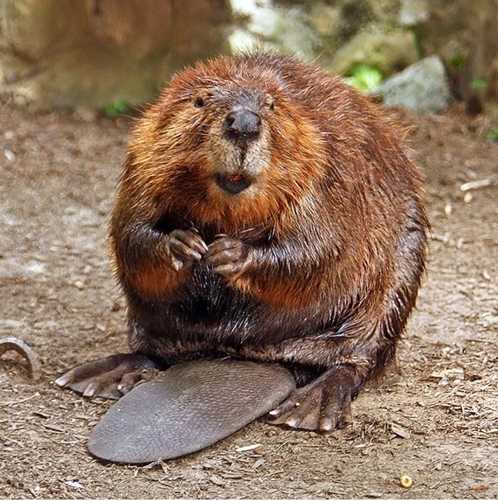 A North American beaver