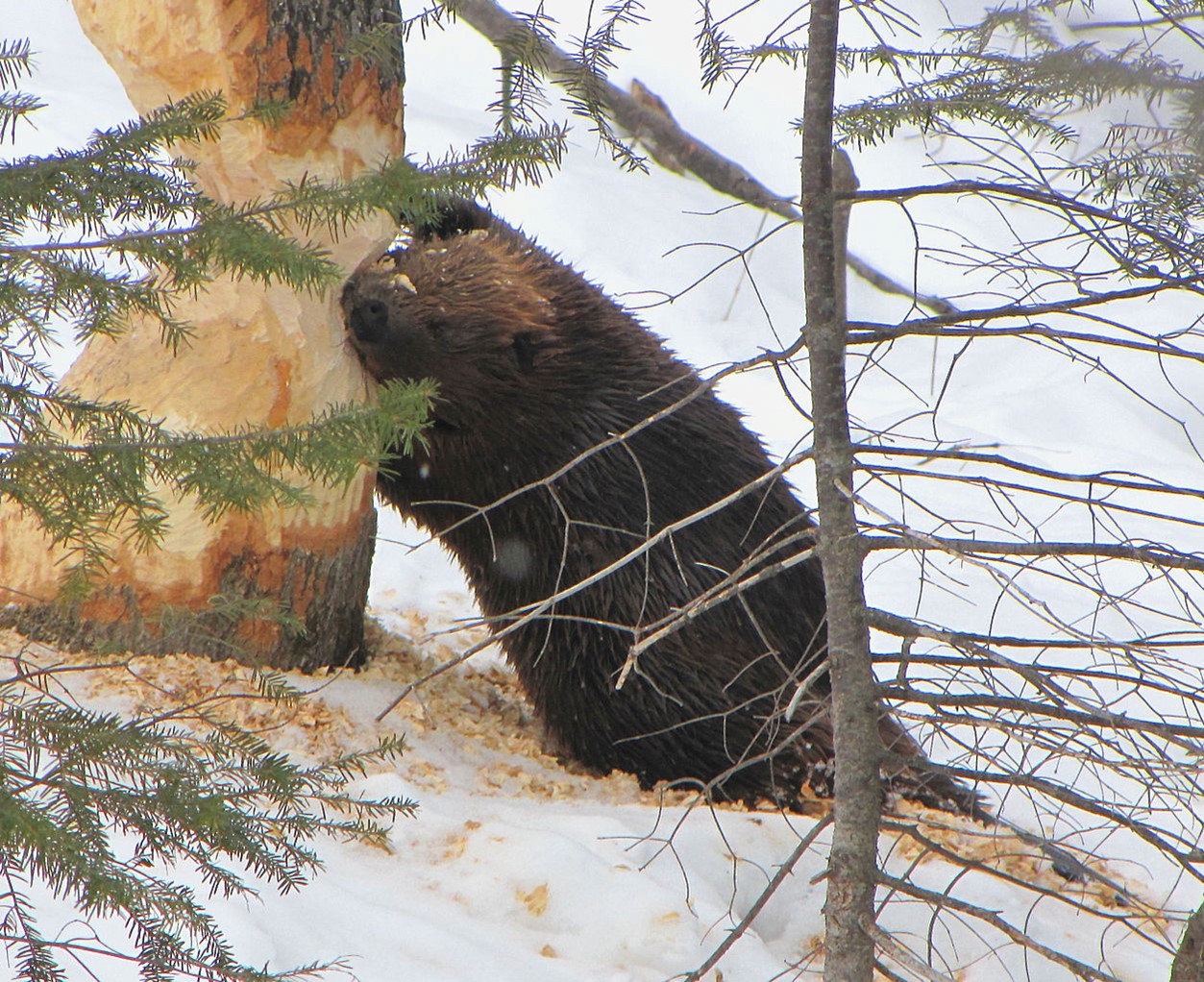 Beaver cutting a tree