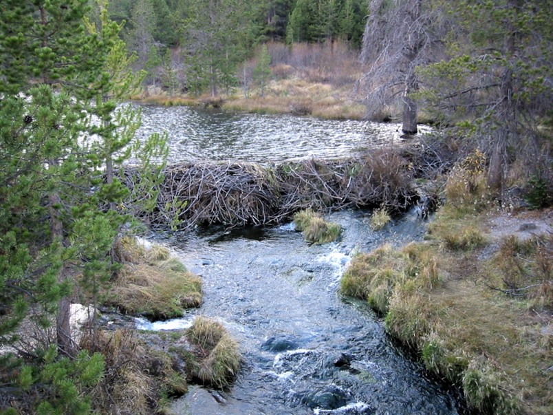 Beaver dam creates Hat Lake along Hat Creek