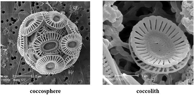 Scanning electron micrograph