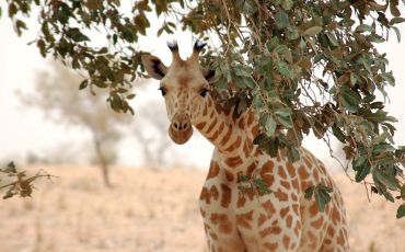 Giraffe peeks under an acacia tree