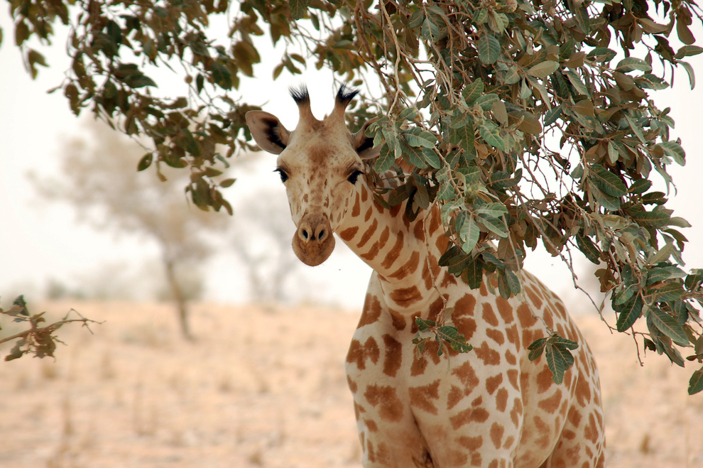 Giraffe peeks under an acacia tree