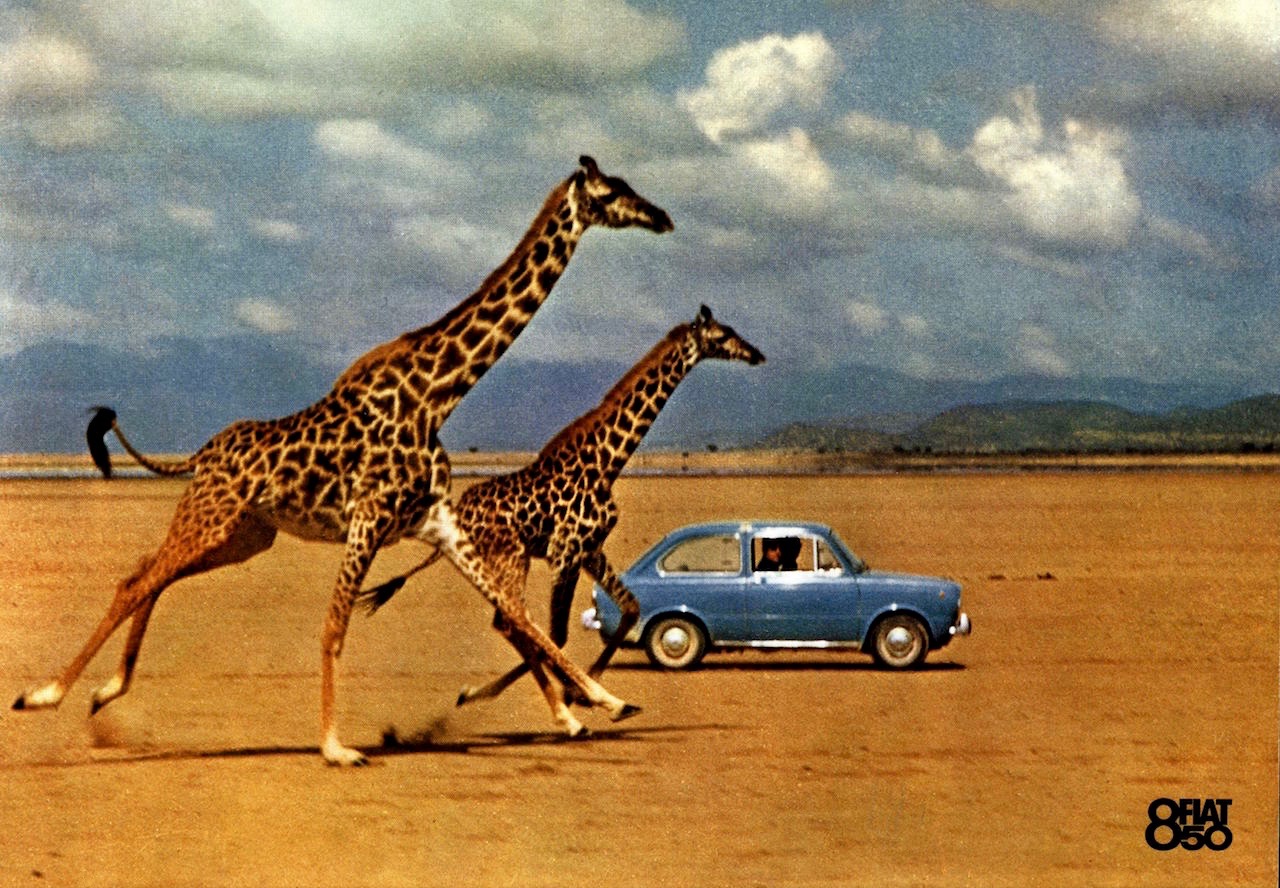 Car racing two giraffes