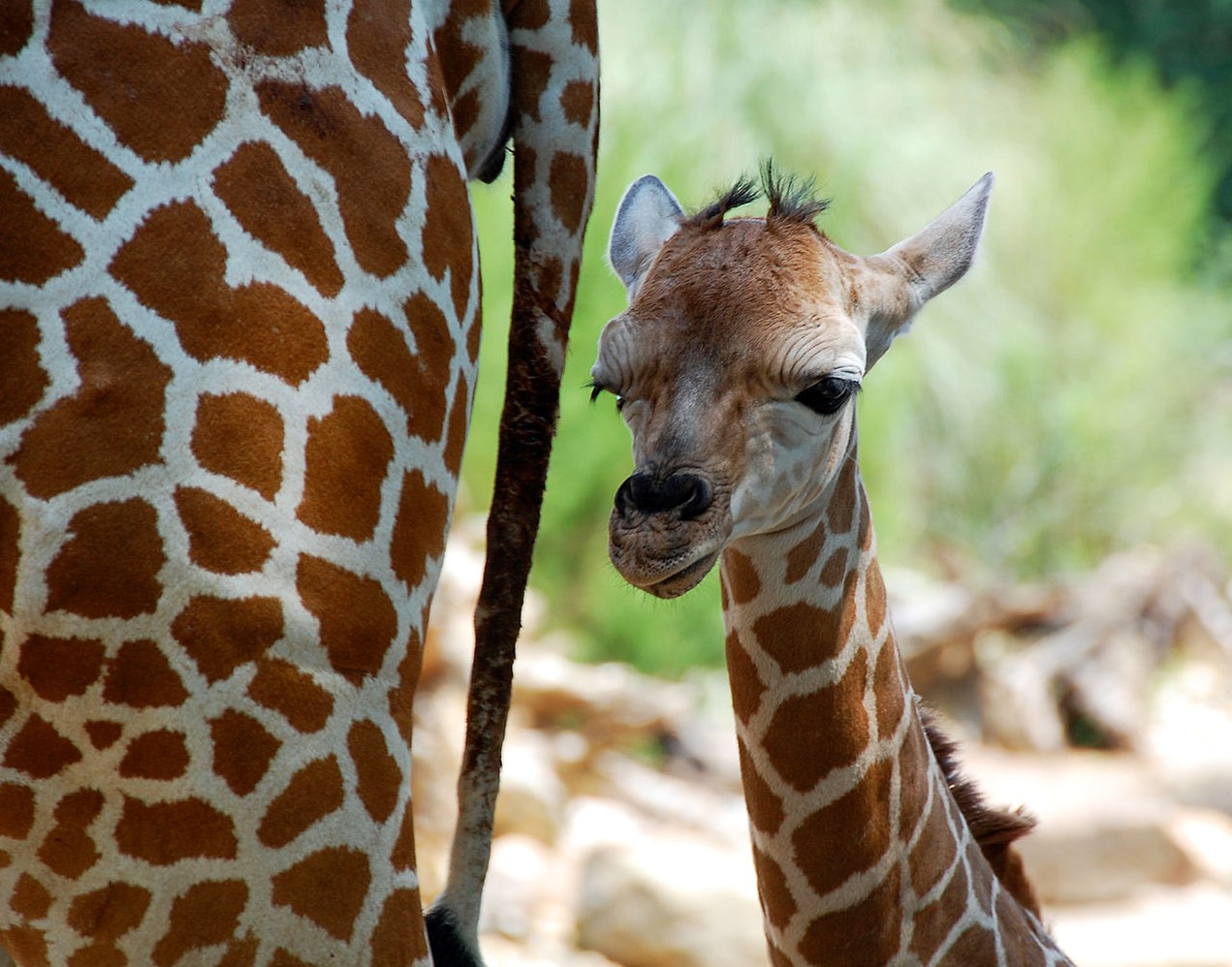 Baby giraffe stands by her mother