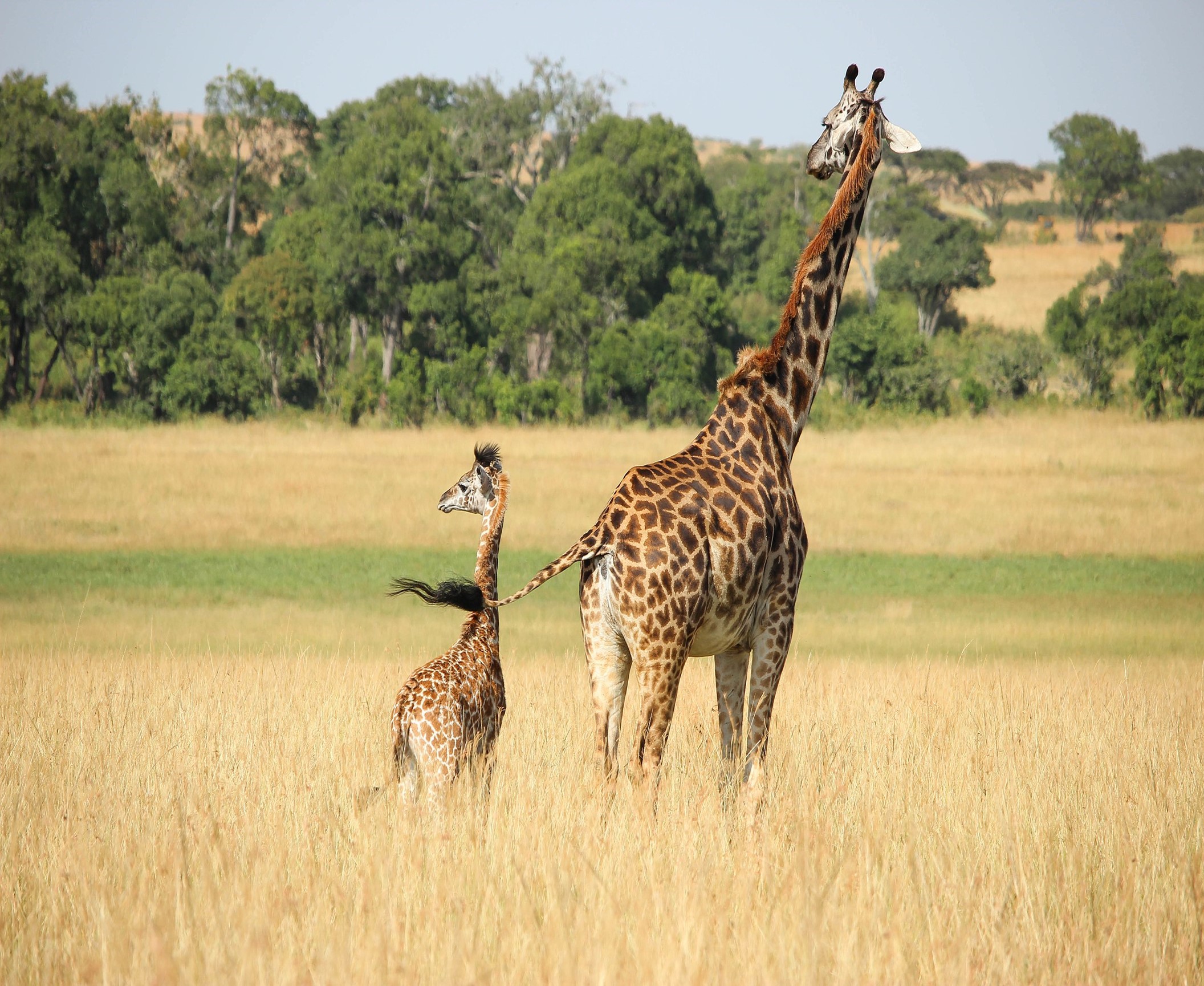 Giraffe mother and calf.