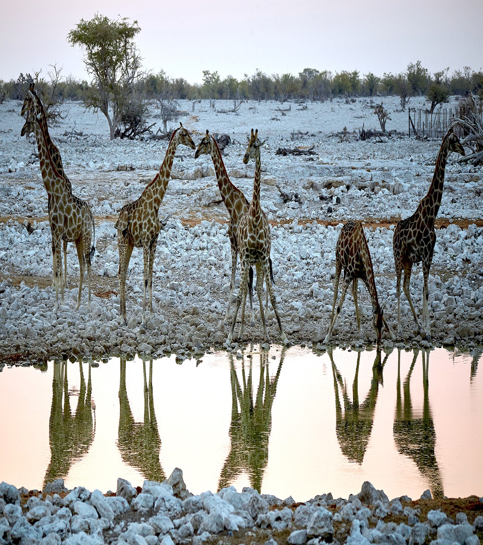 Group of giraffes