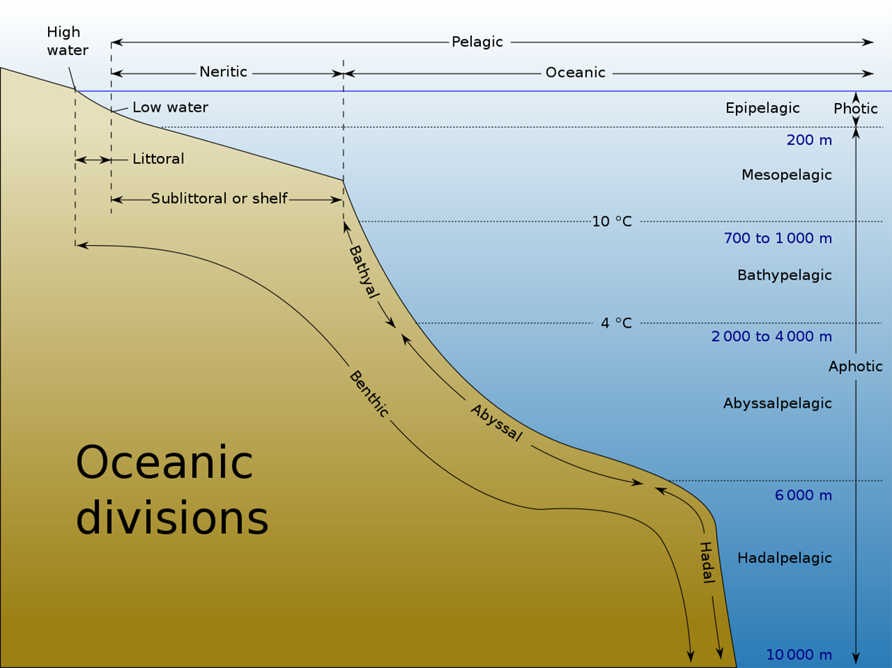 Depiction of the abyssal plain in relation to other major oceanic zones.