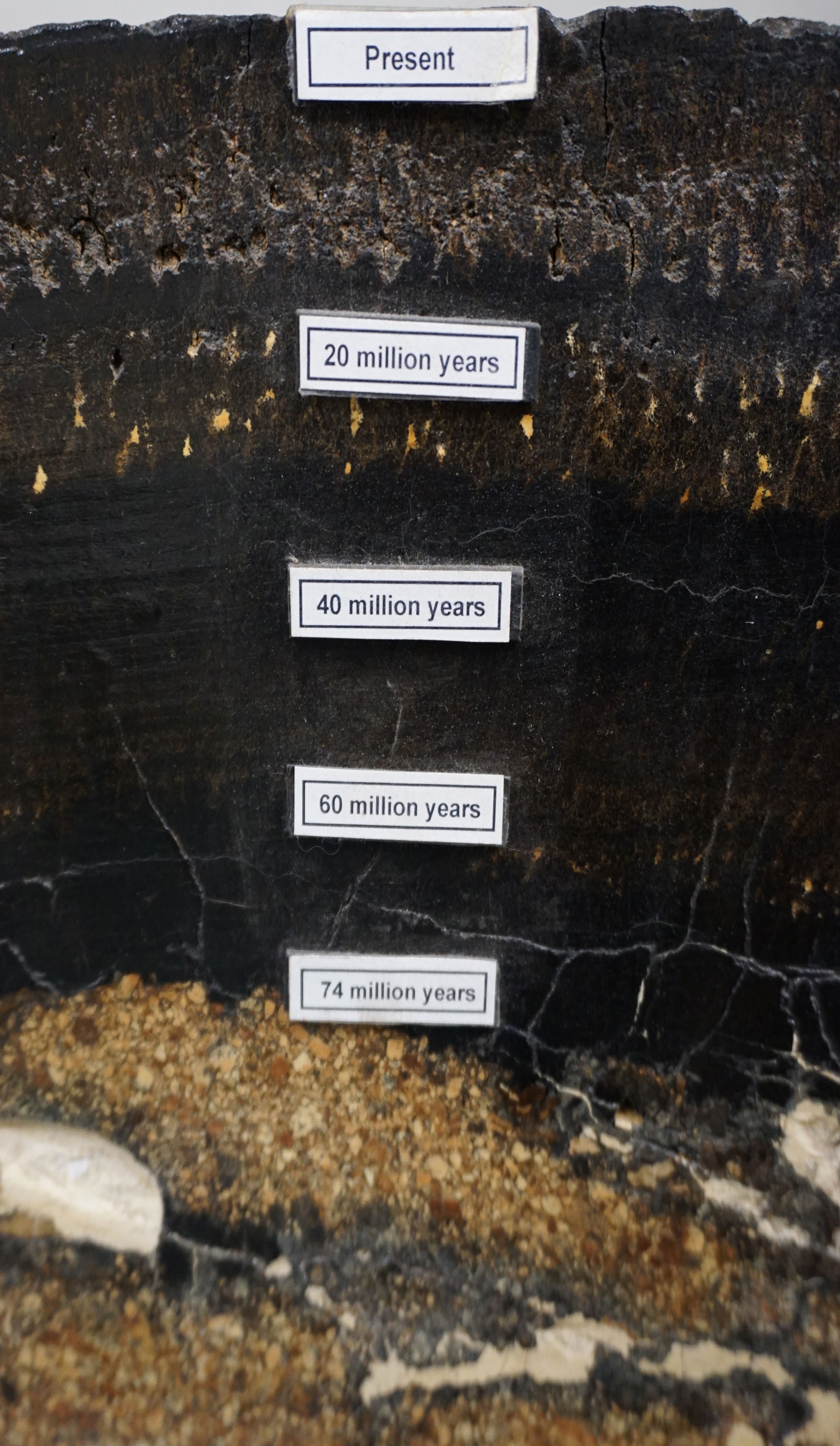 A cross section of one of the thickest ferromanganese crusts