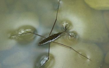 Water strider