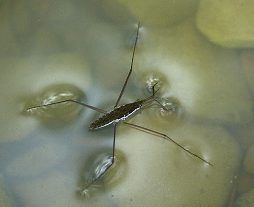 Water strider