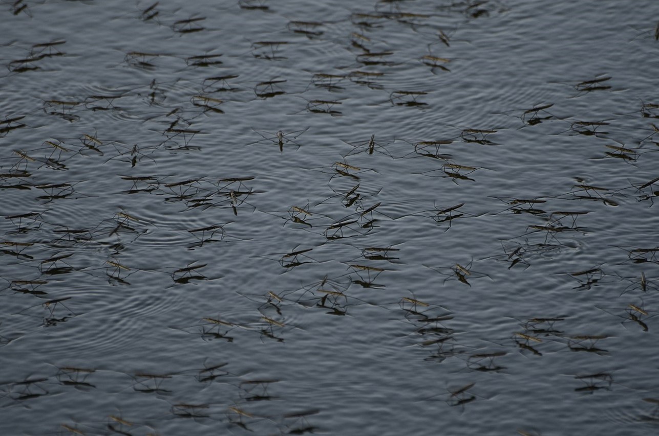 Gerrids gather on the surface of a pond