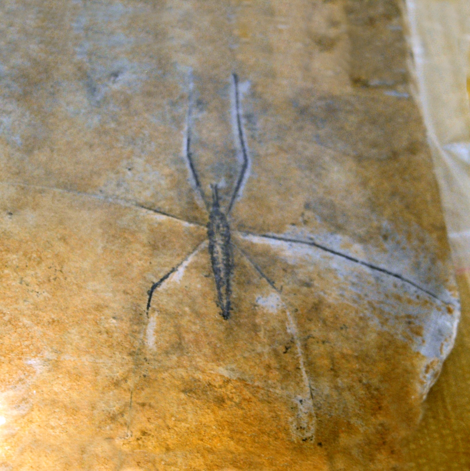 Fossil specimen