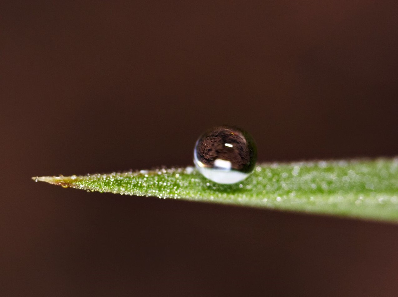 A tiny dew droplet