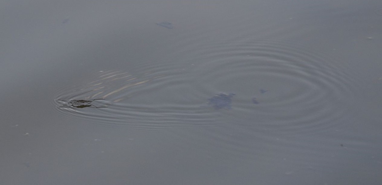 Water strider on water