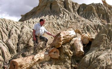 Photo of petrified wood