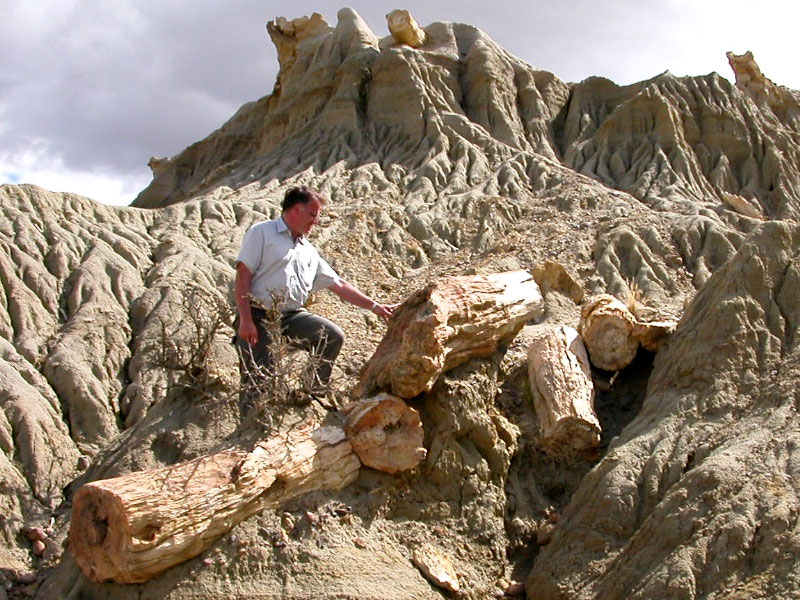 Photo of petrified wood