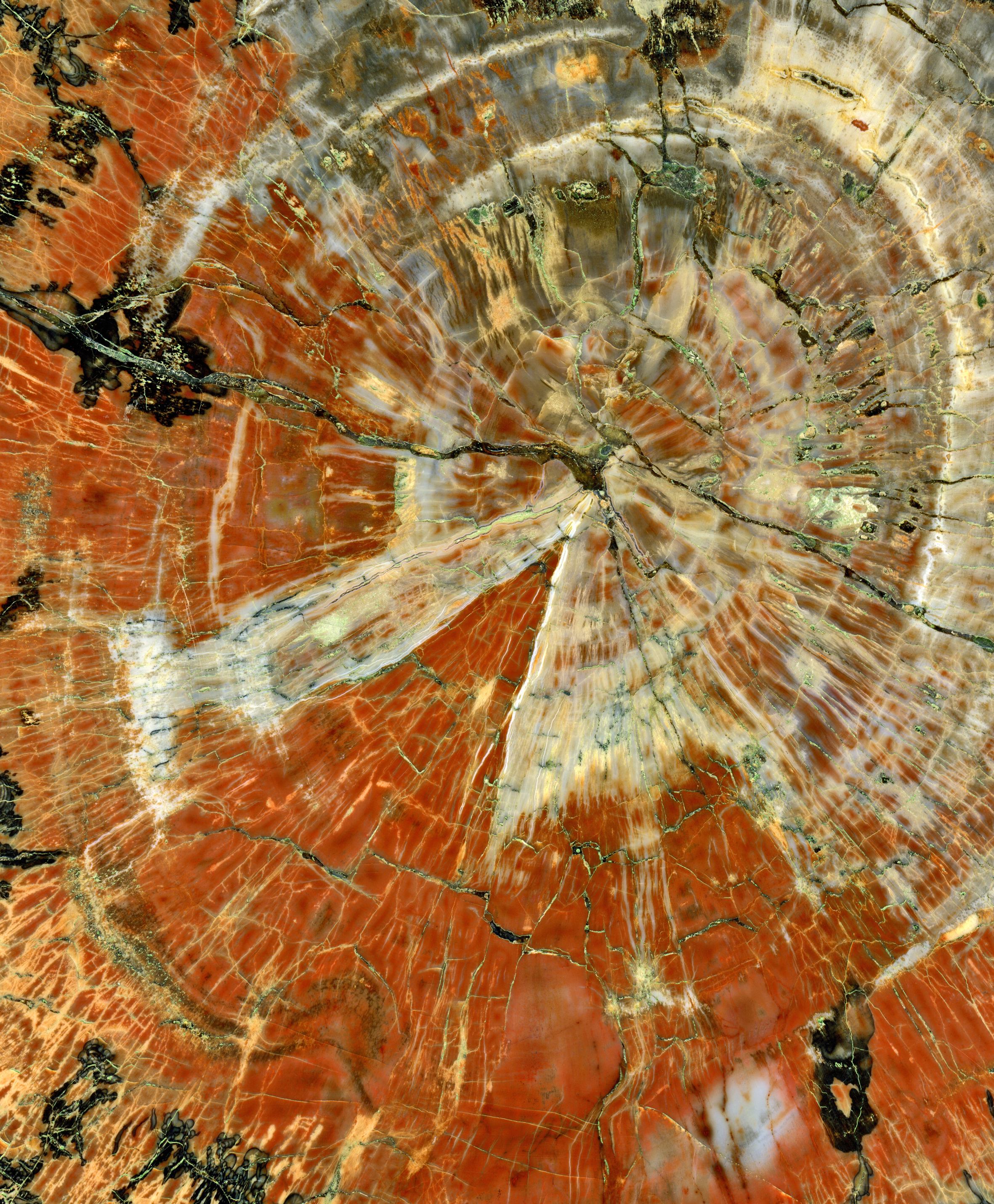 A  polished slice of a petrified tree