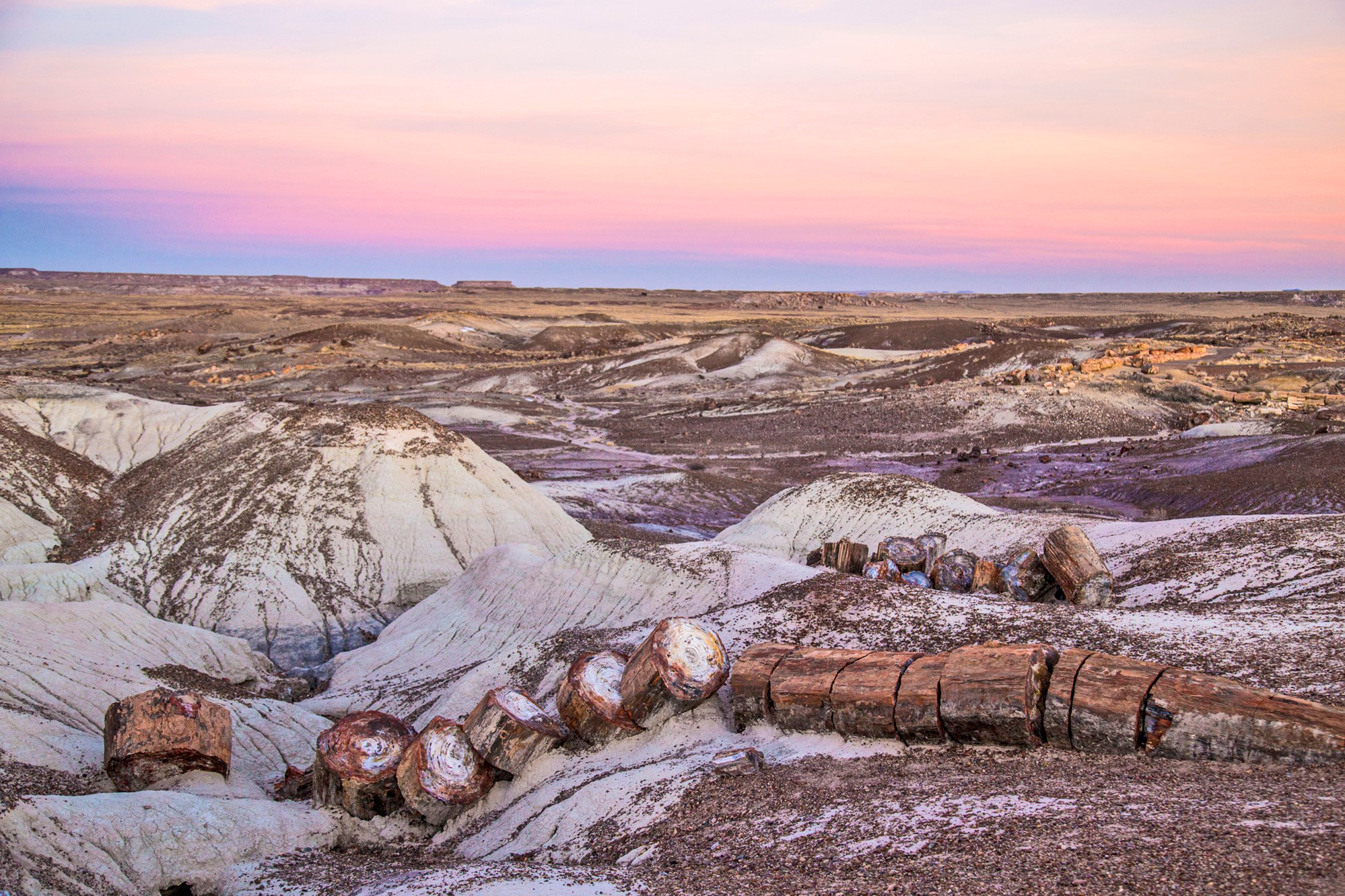 Petrified wood logs