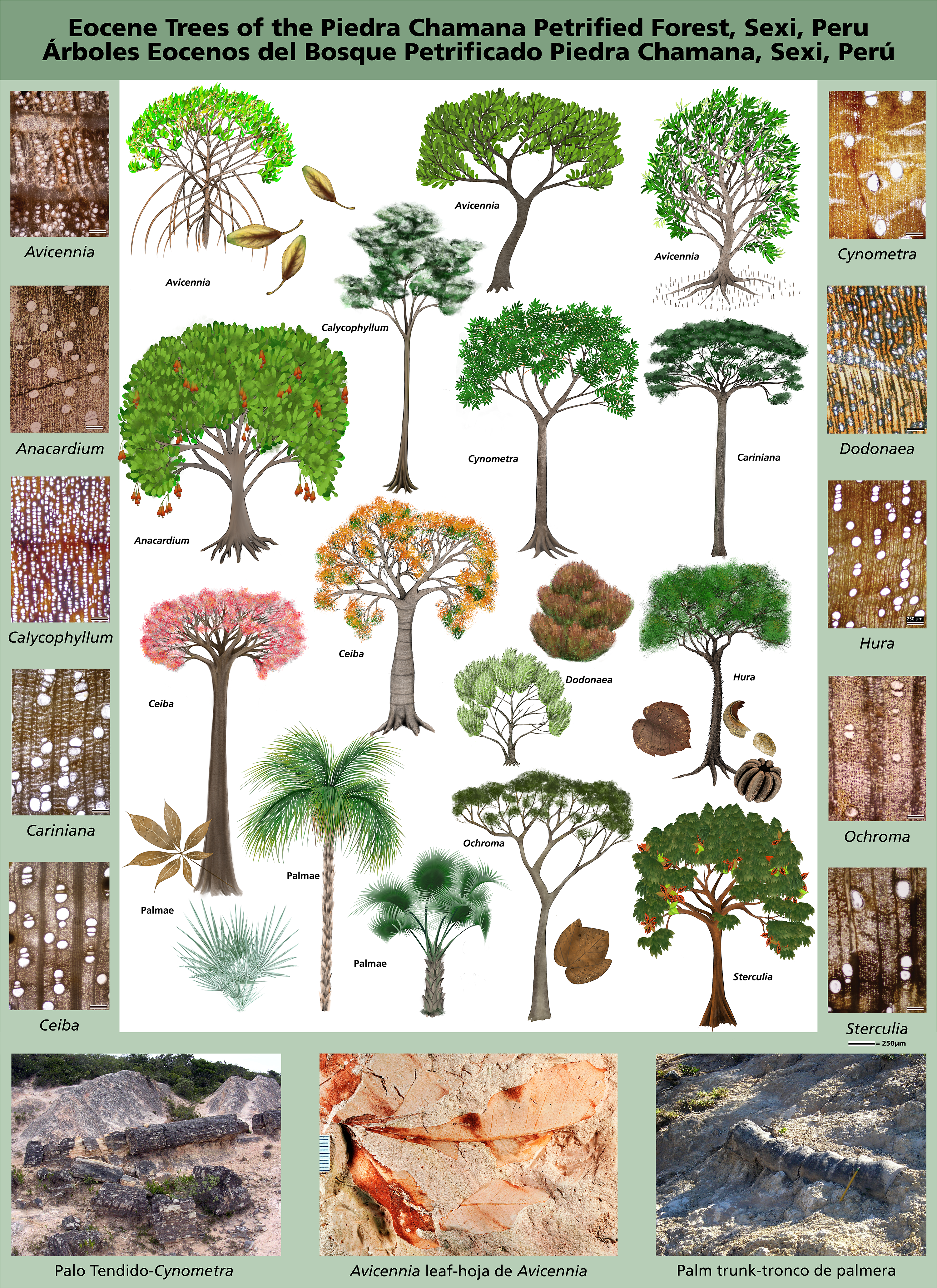 Diagram of trees
