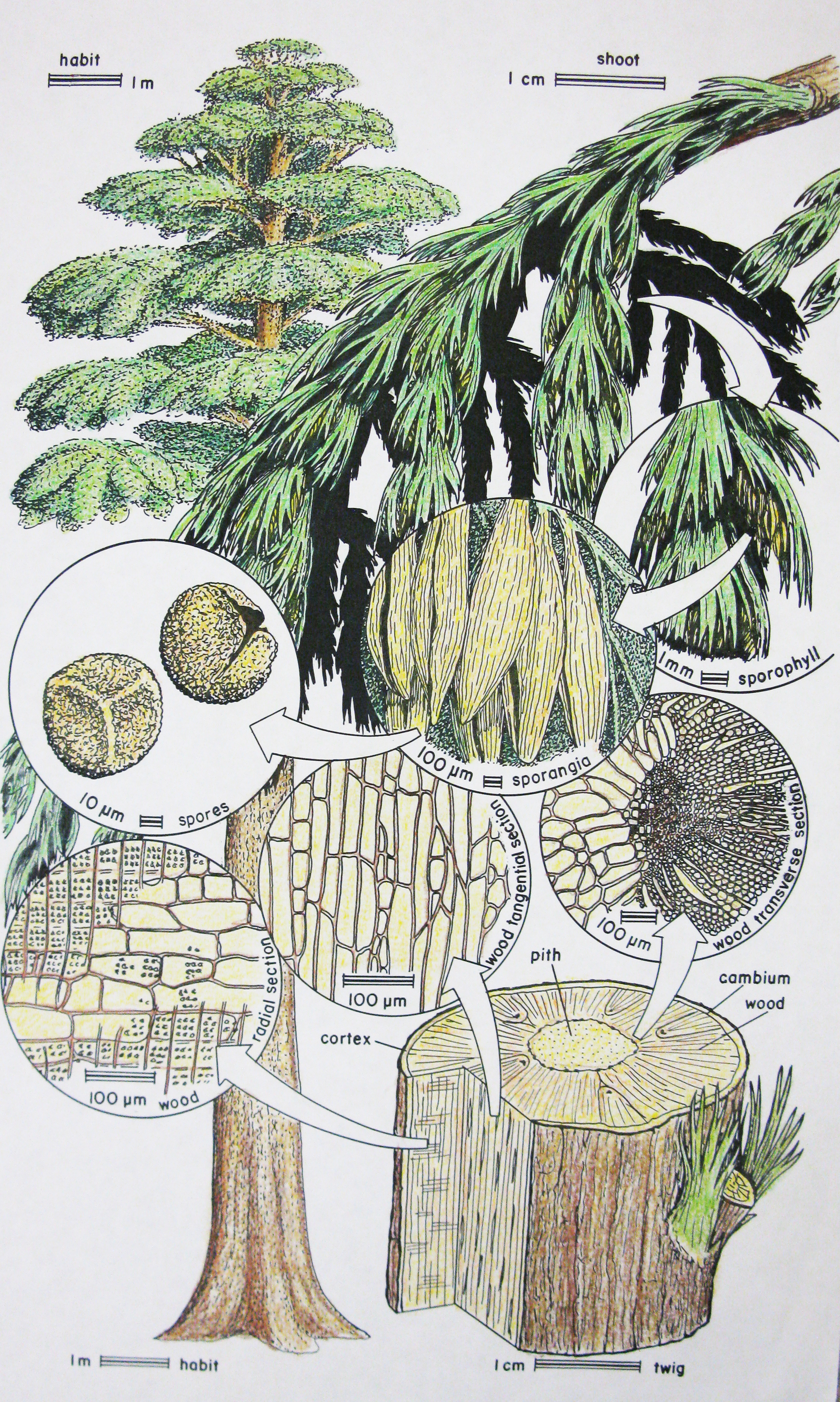 Reconstruction of an extinct tree