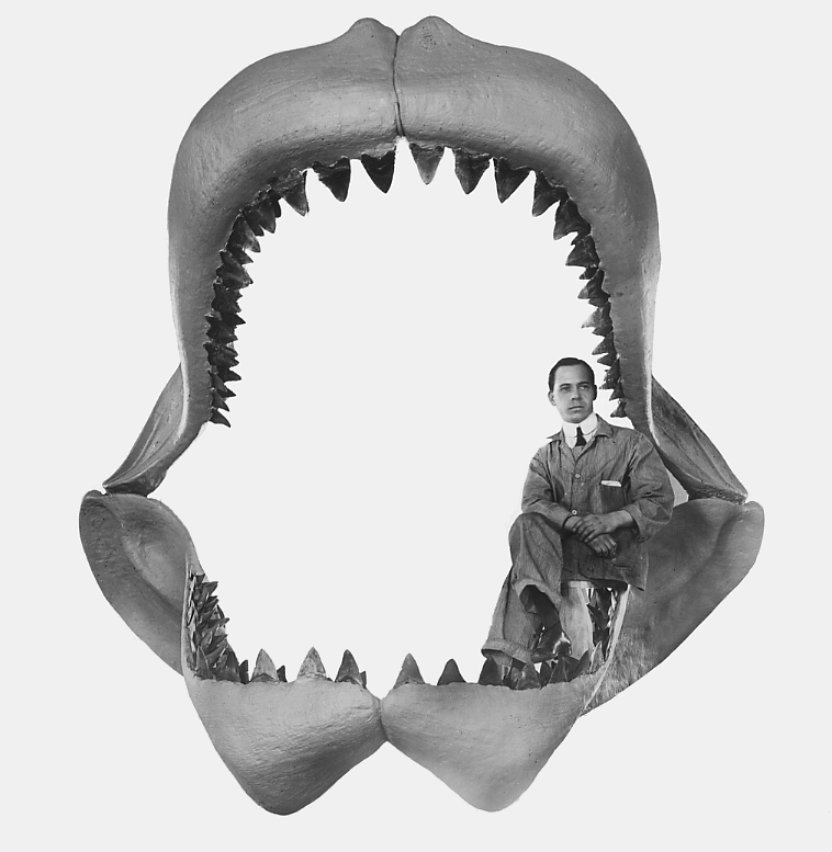 Restoration of a jaw of a megalodon