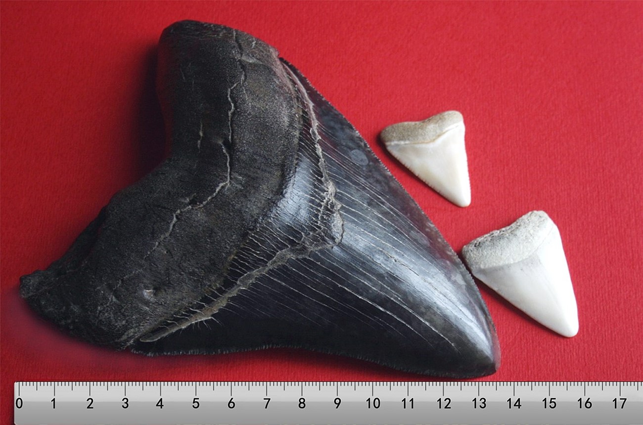 Megalodon tooth with other shark teeth