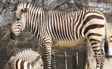 Hartmann's mountain zebra