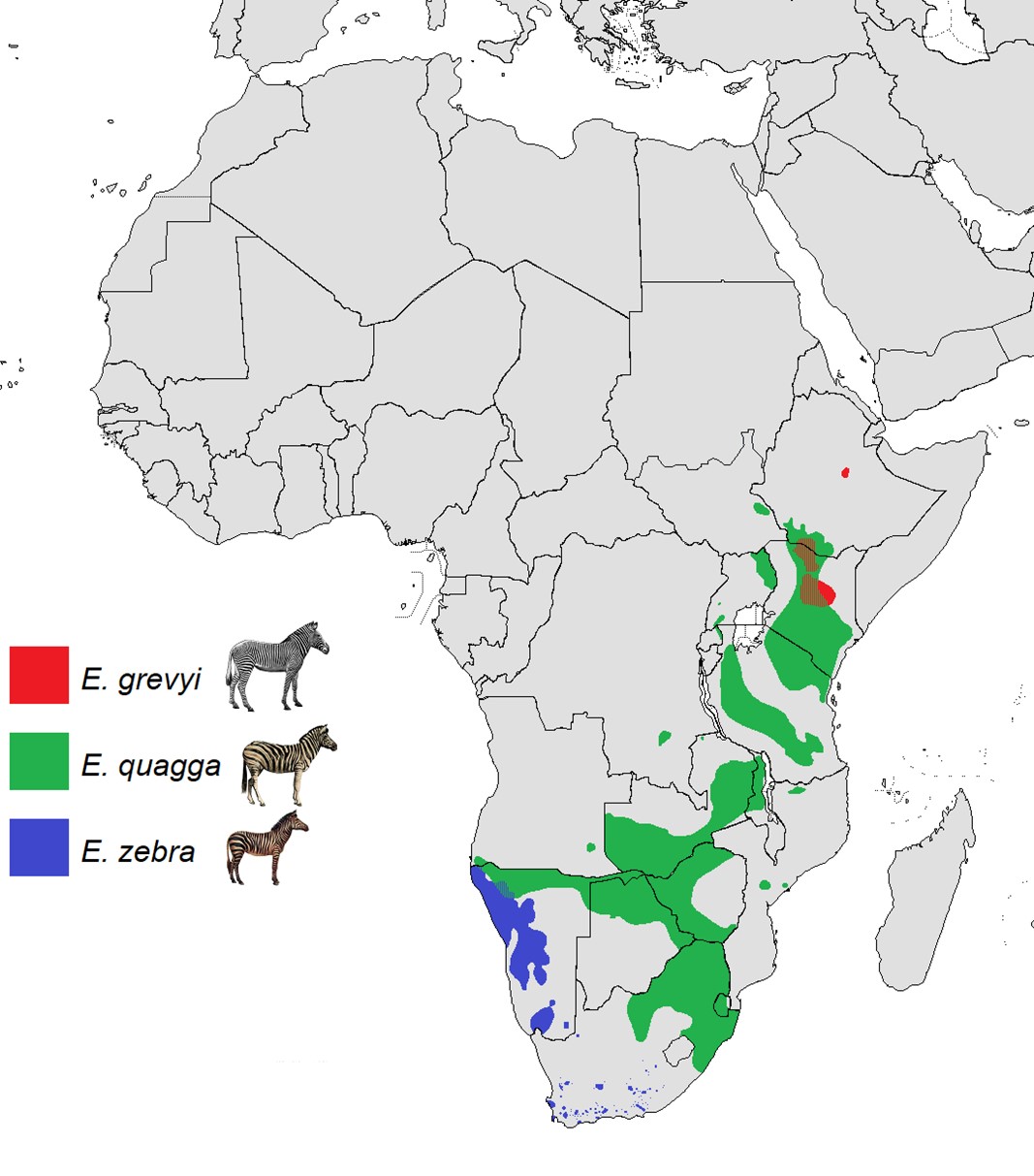 The modern range of zebra species