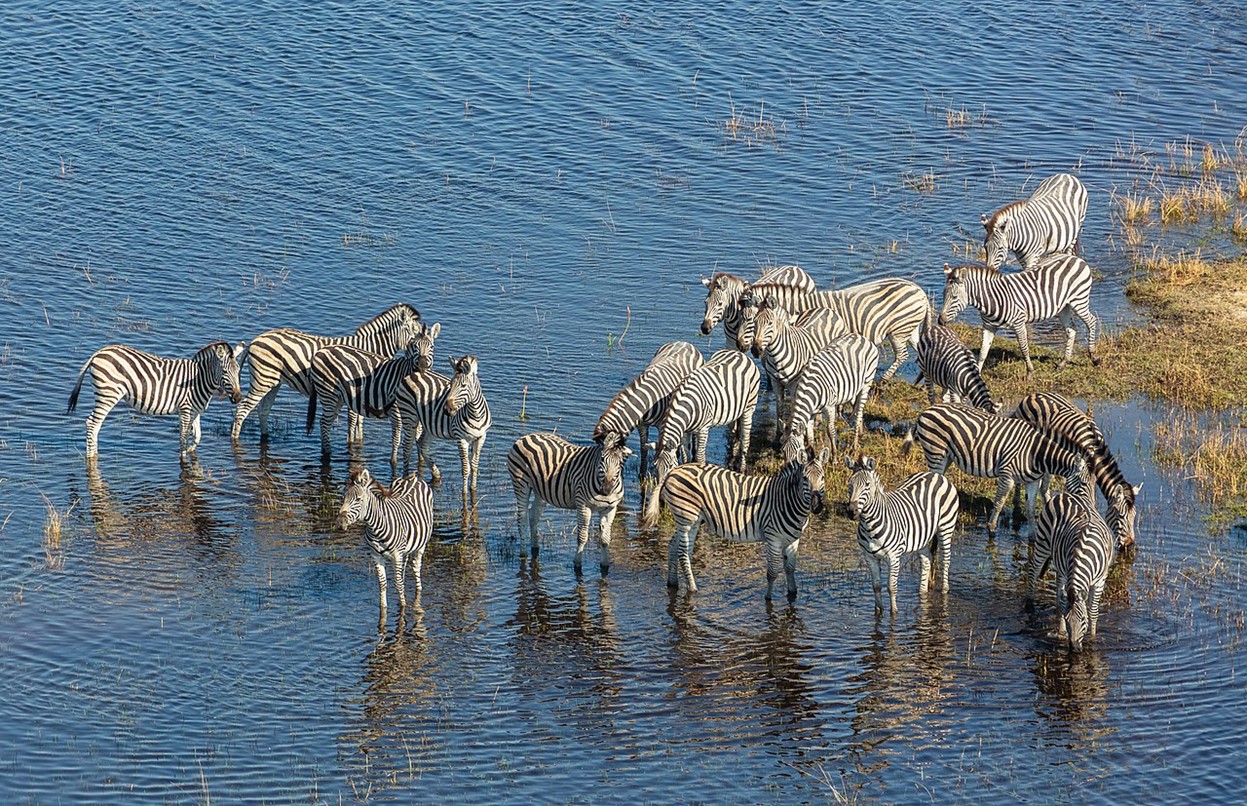 Aerial view of a group of Burchell's zebras