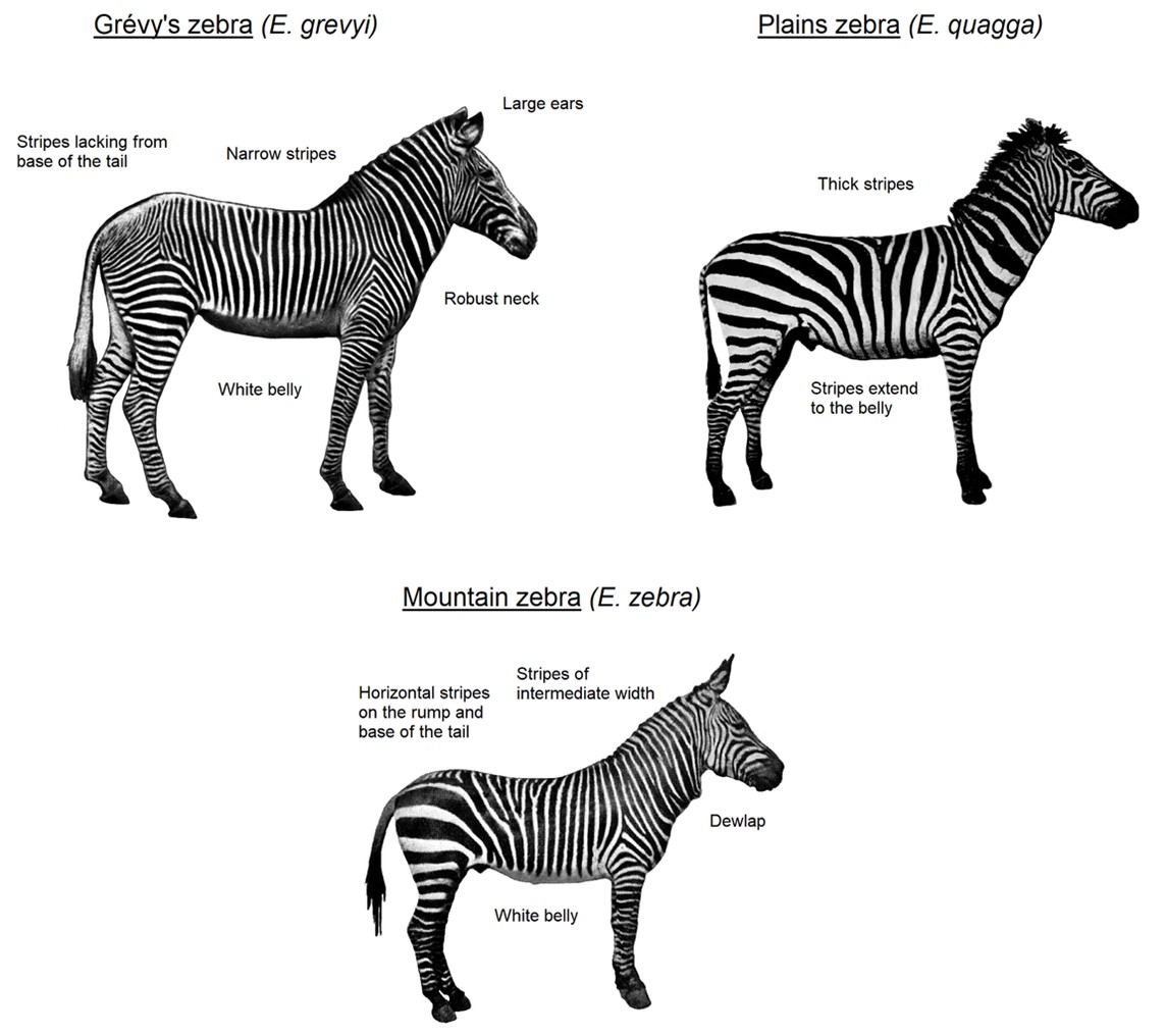 1897 to 1912 drawings of zebra species