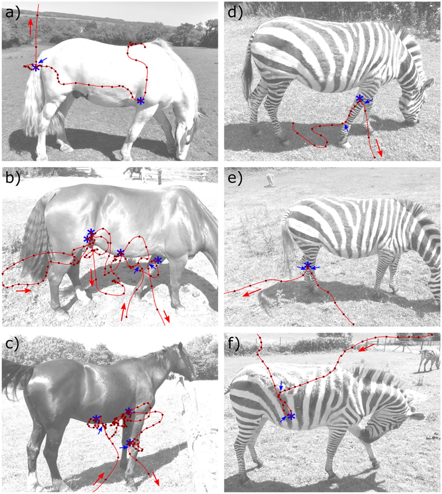 Horsefly flight trajectories