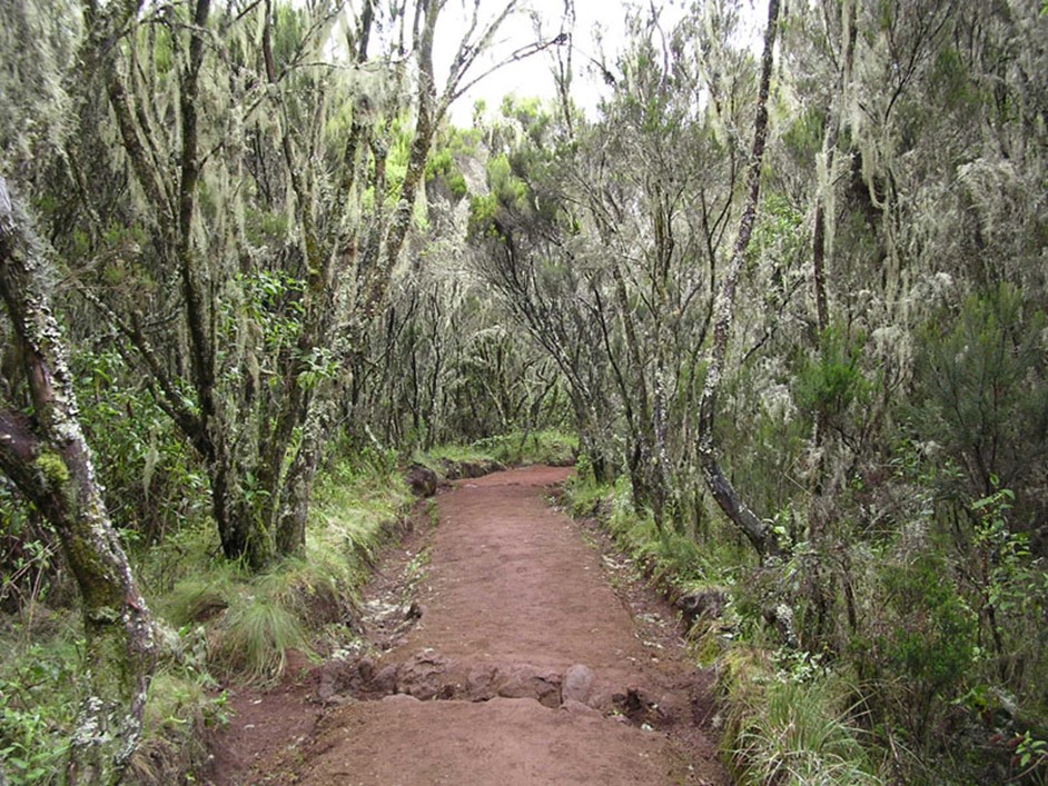 A cloud forest in the rain forest zone