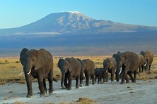 Elephants at Amboseli National Park