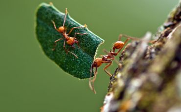 Ants on leaf