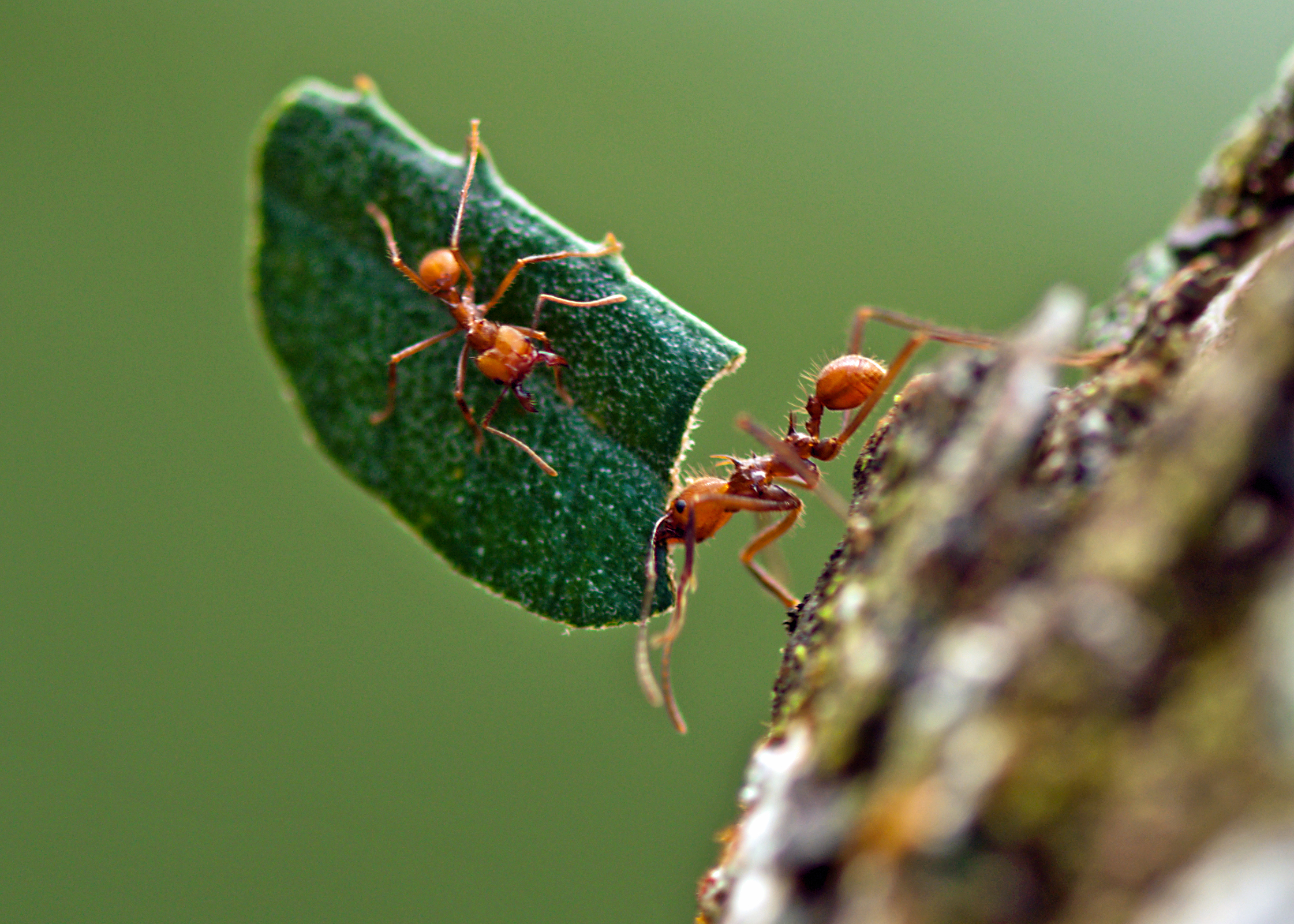 Ants with a leaf