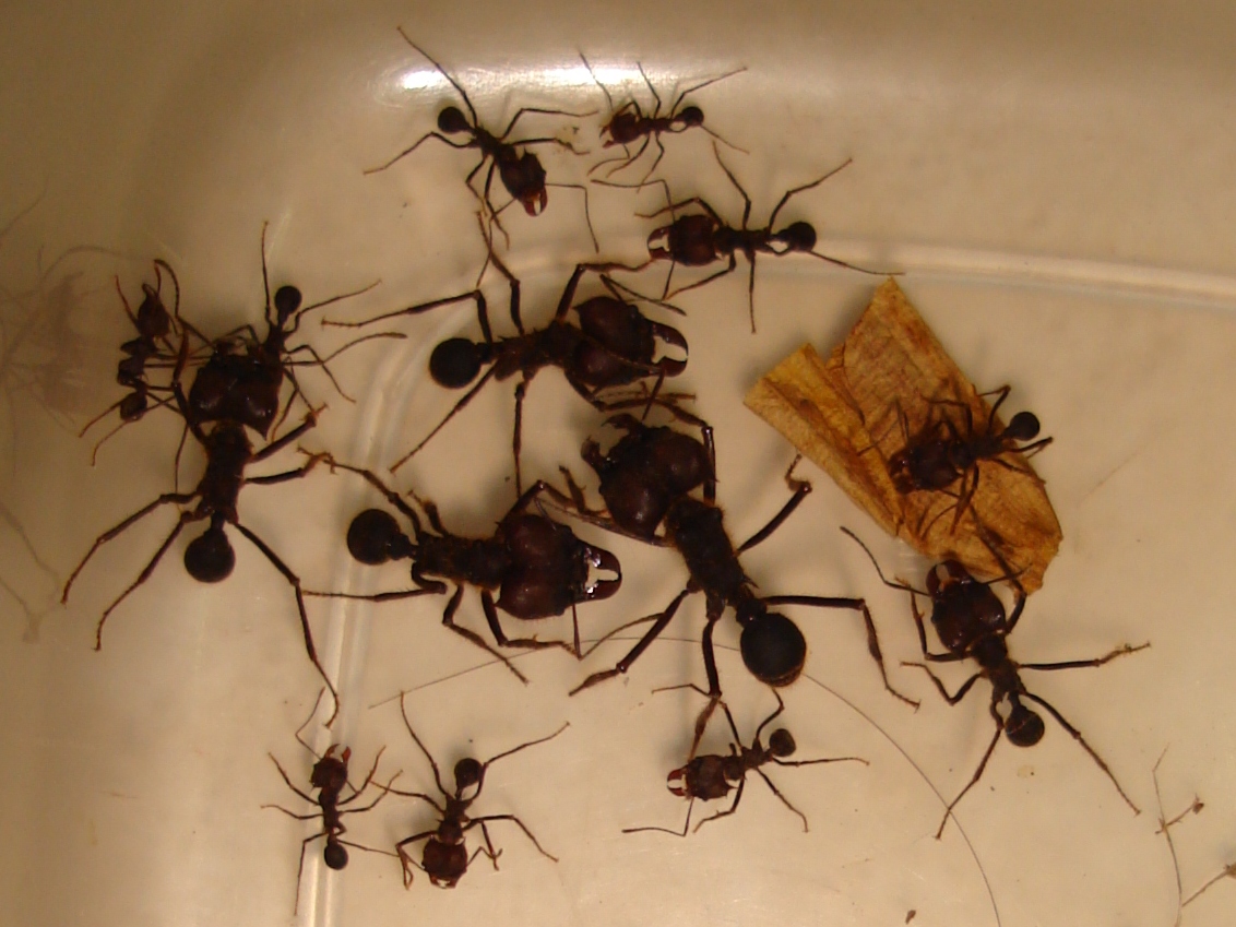 Different sizes of  workers ants