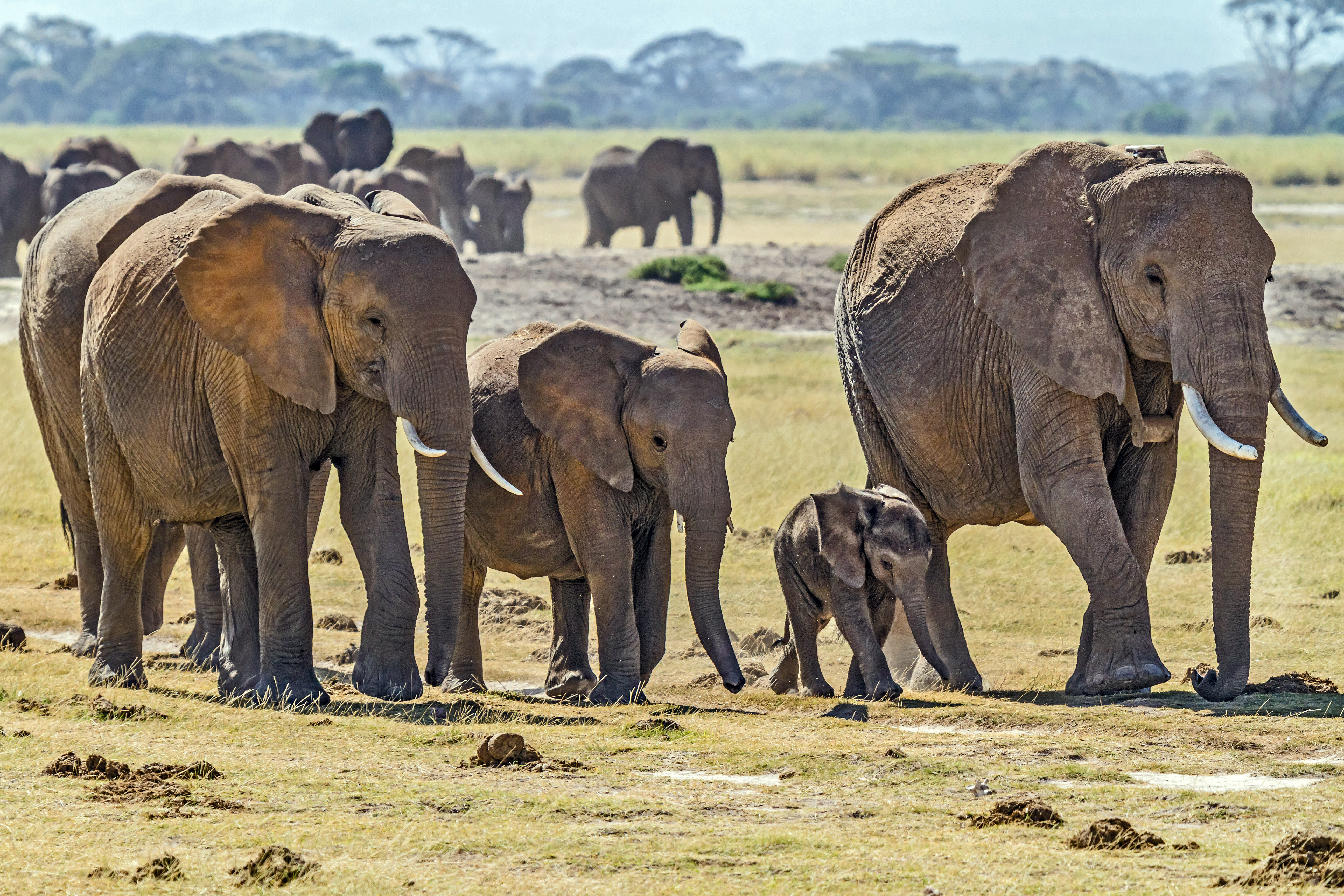 A group of African bush elephants