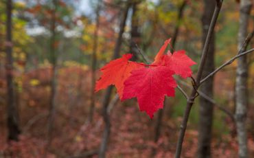 Red maple leaves in New England