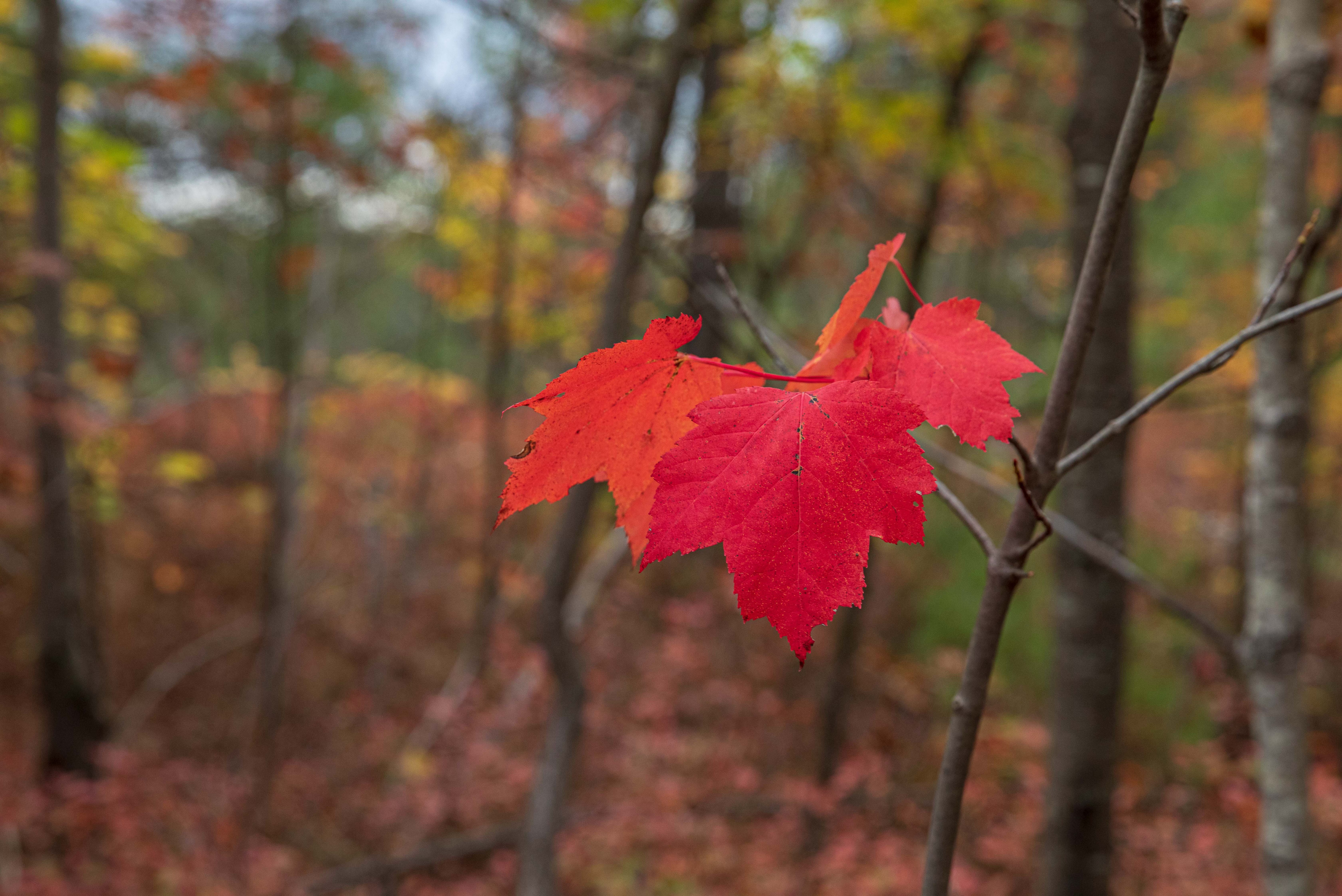 Red maple leaves in New England.