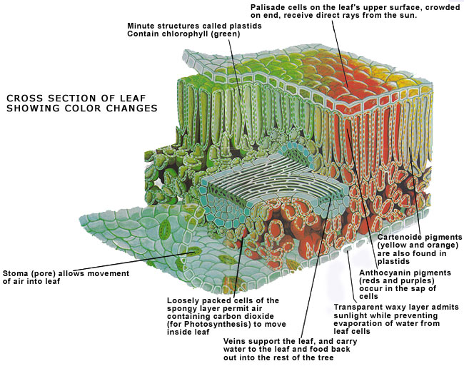 Cross section of a leaf showing the location of pigments.