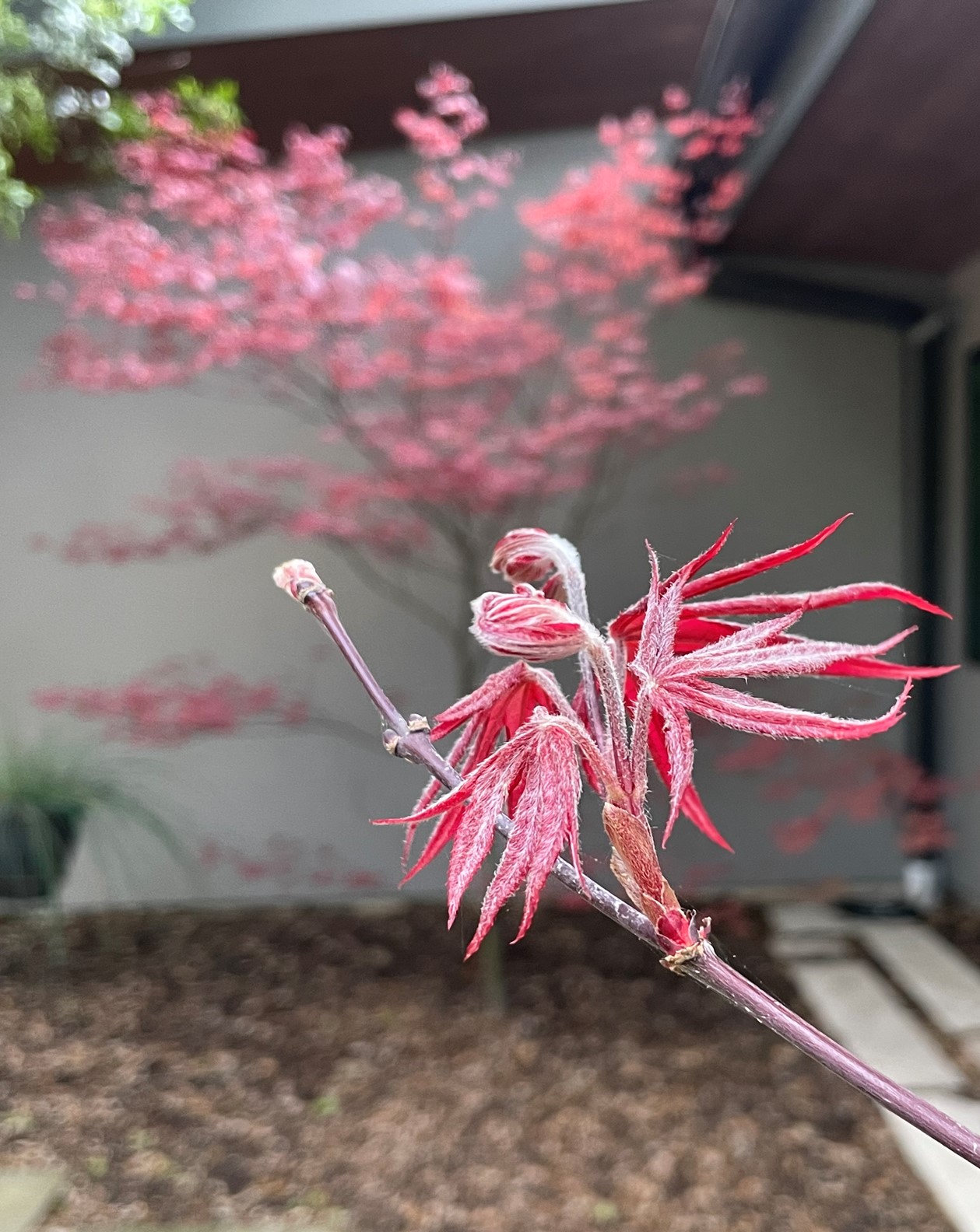 Spring growth on maple trees